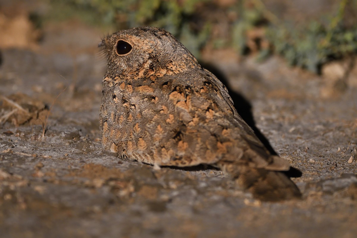Sykes's Nightjar - ML646683361