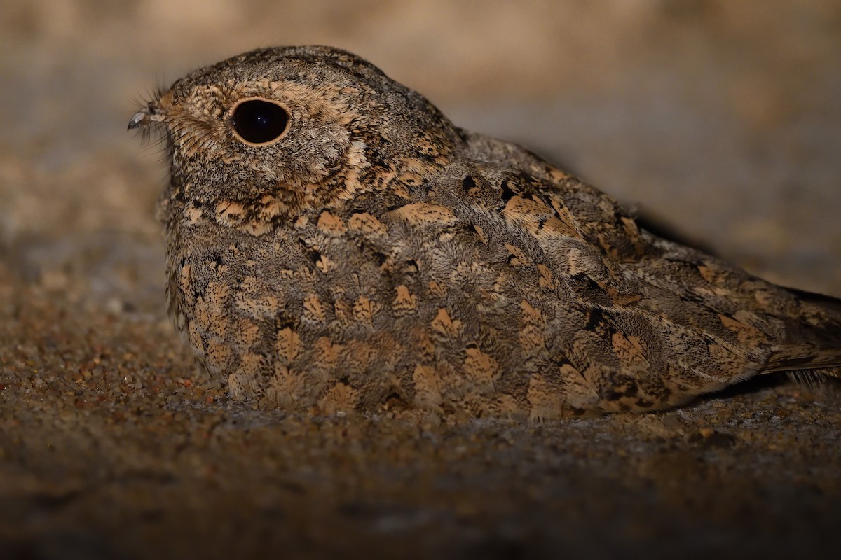 Sykes's Nightjar - ML646683362