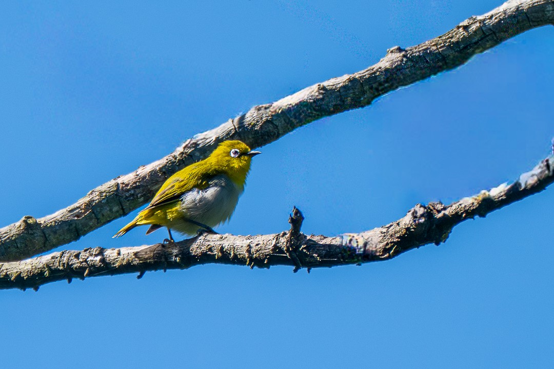 Bengal Gözlükçüsü - ML646683364