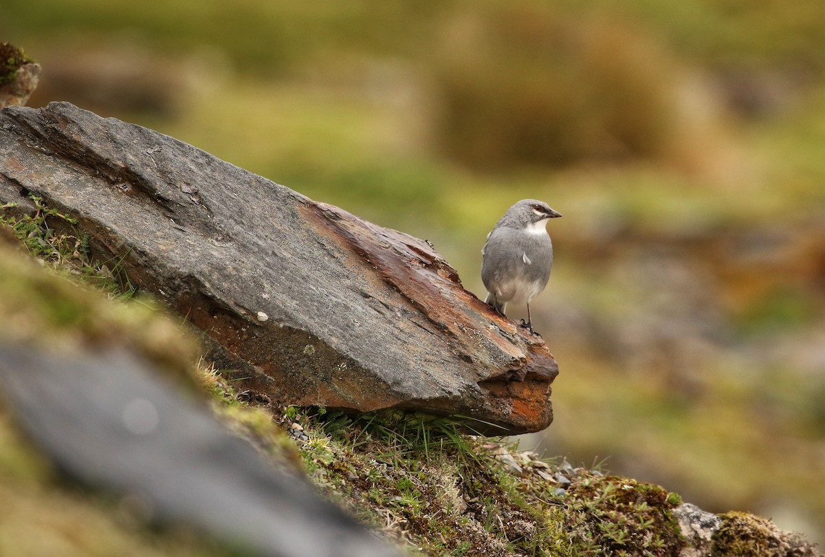 Glacier Finch - ML646683365