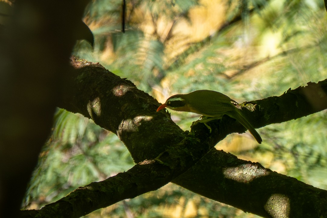 Kahverengi Başlıklı Kıvrıkgaga - ML646683366