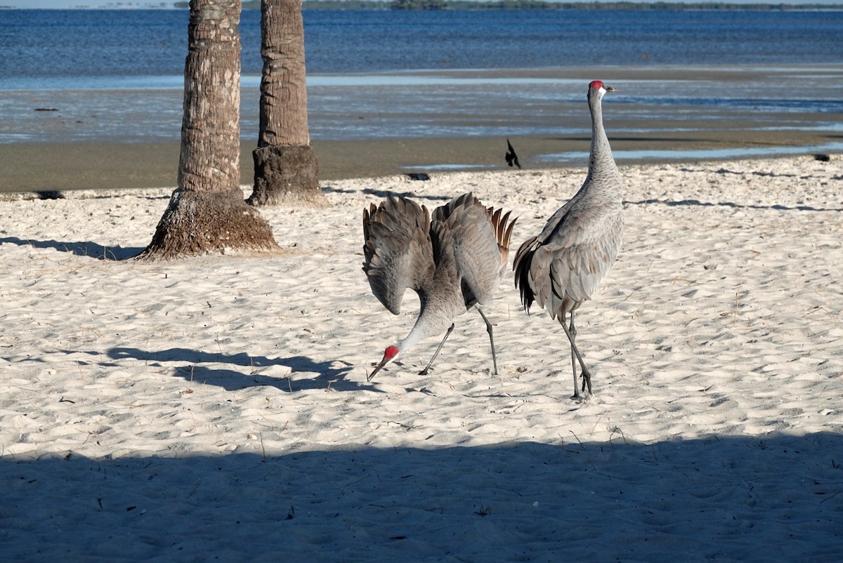 Sandhill Crane - ML646683381