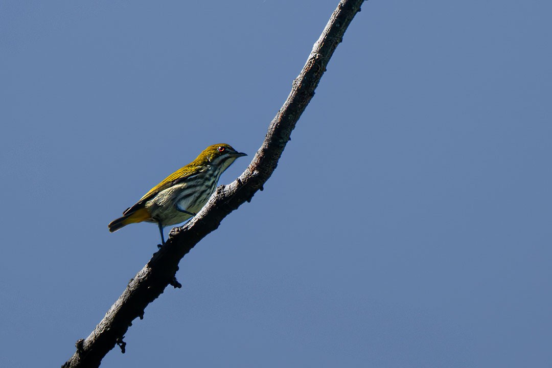 Çizgili Öksekuşu - ML646683385