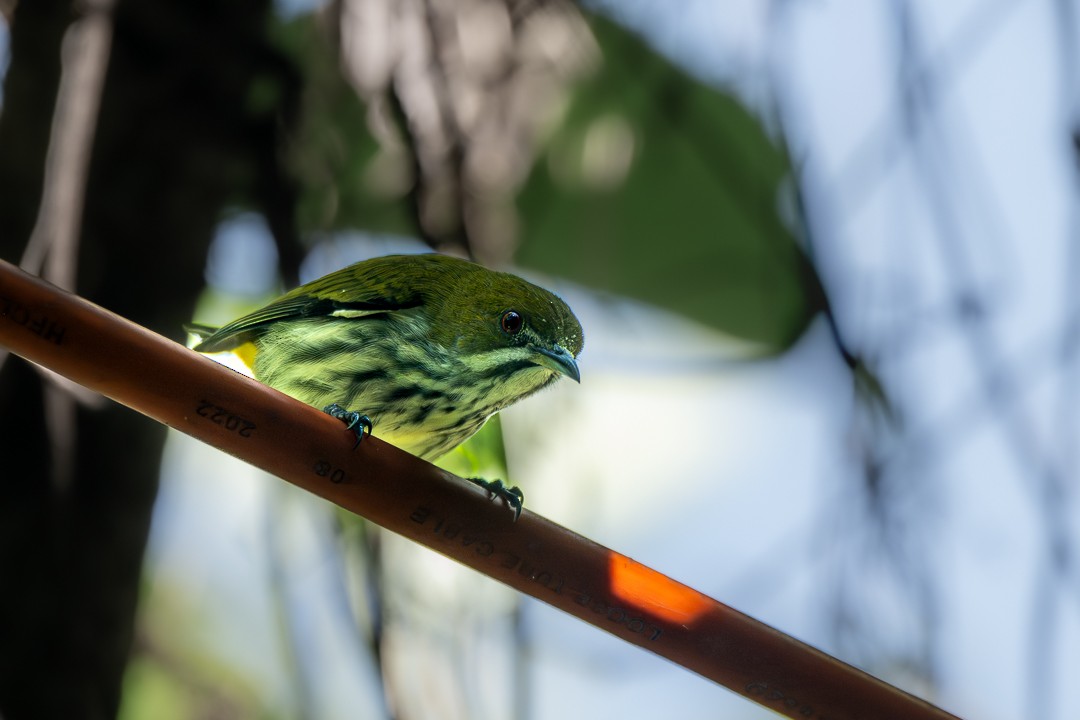 Çizgili Öksekuşu - ML646683386