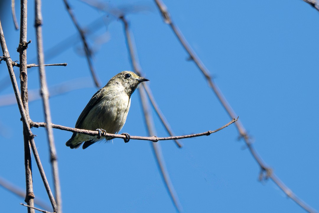 Açık Renkli Öksekuşu - ML646683387