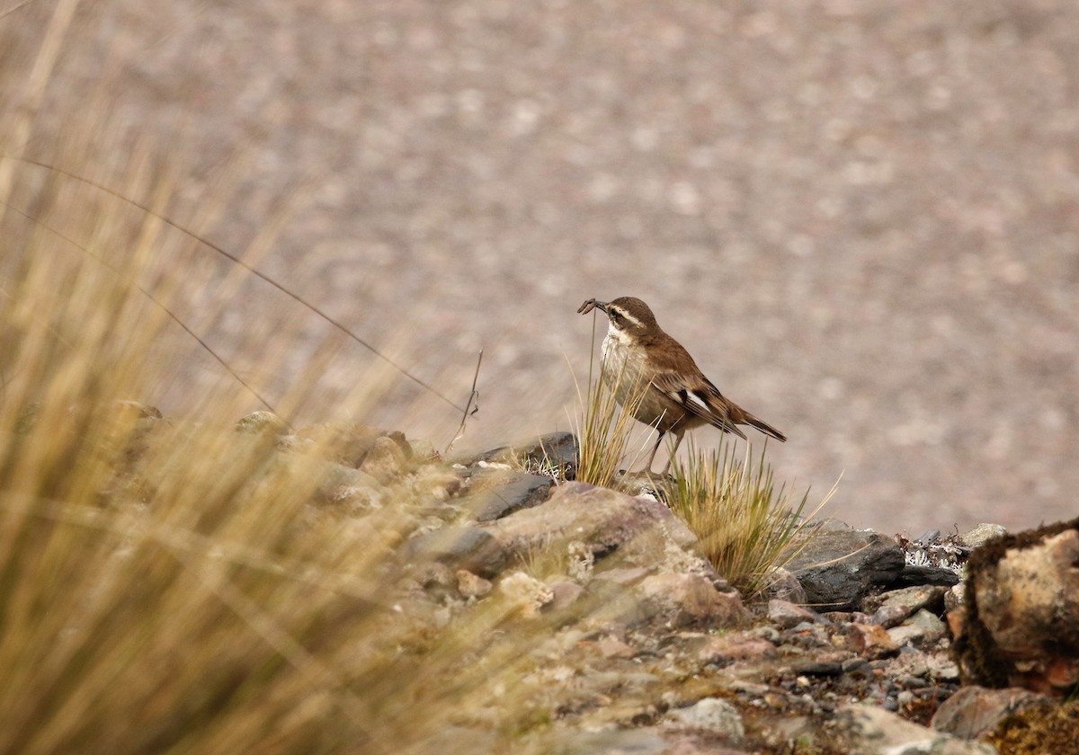 Cream-winged Cinclodes - ML646683388