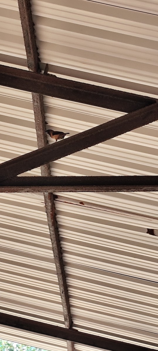 Black-throated Munia - ML646683389