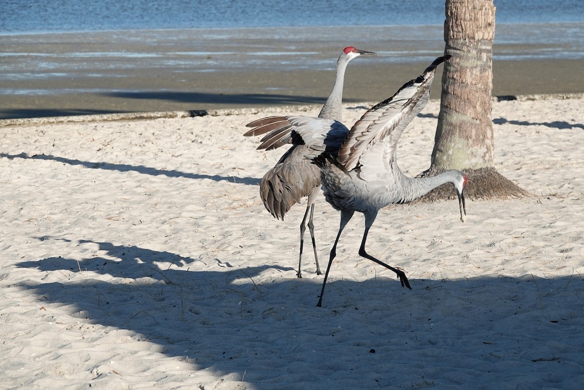 Sandhill Crane - ML646683390