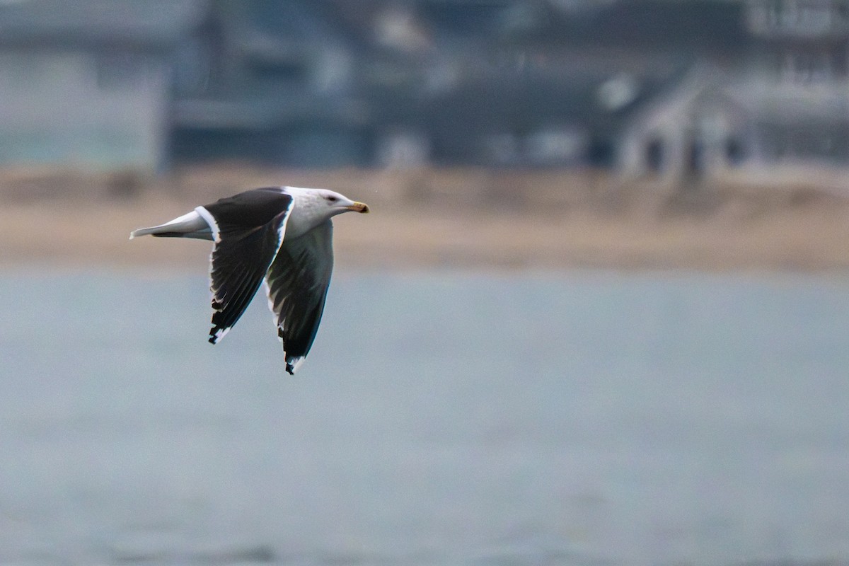 Great Black-backed Gull - ML646683397
