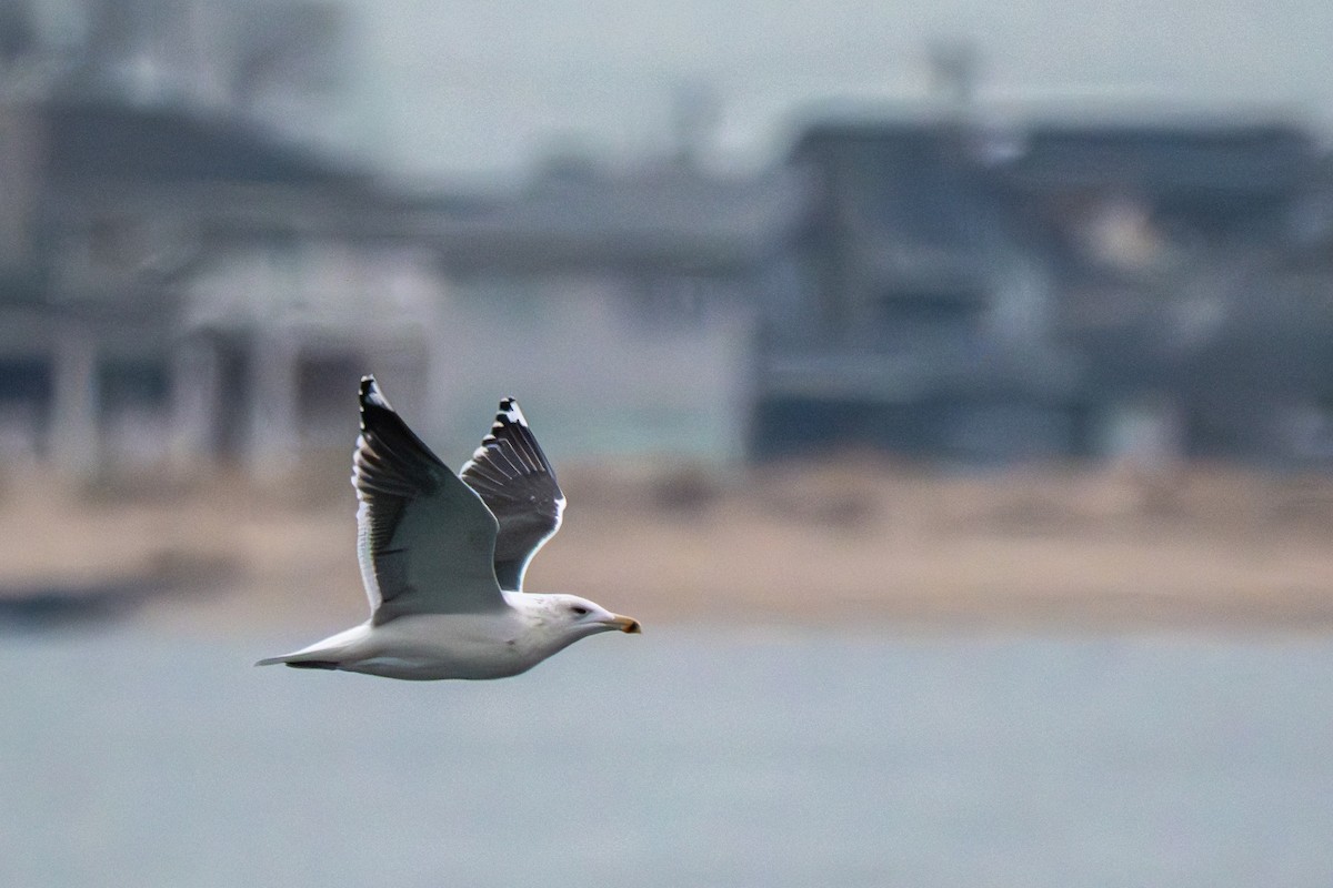 Great Black-backed Gull - ML646683398
