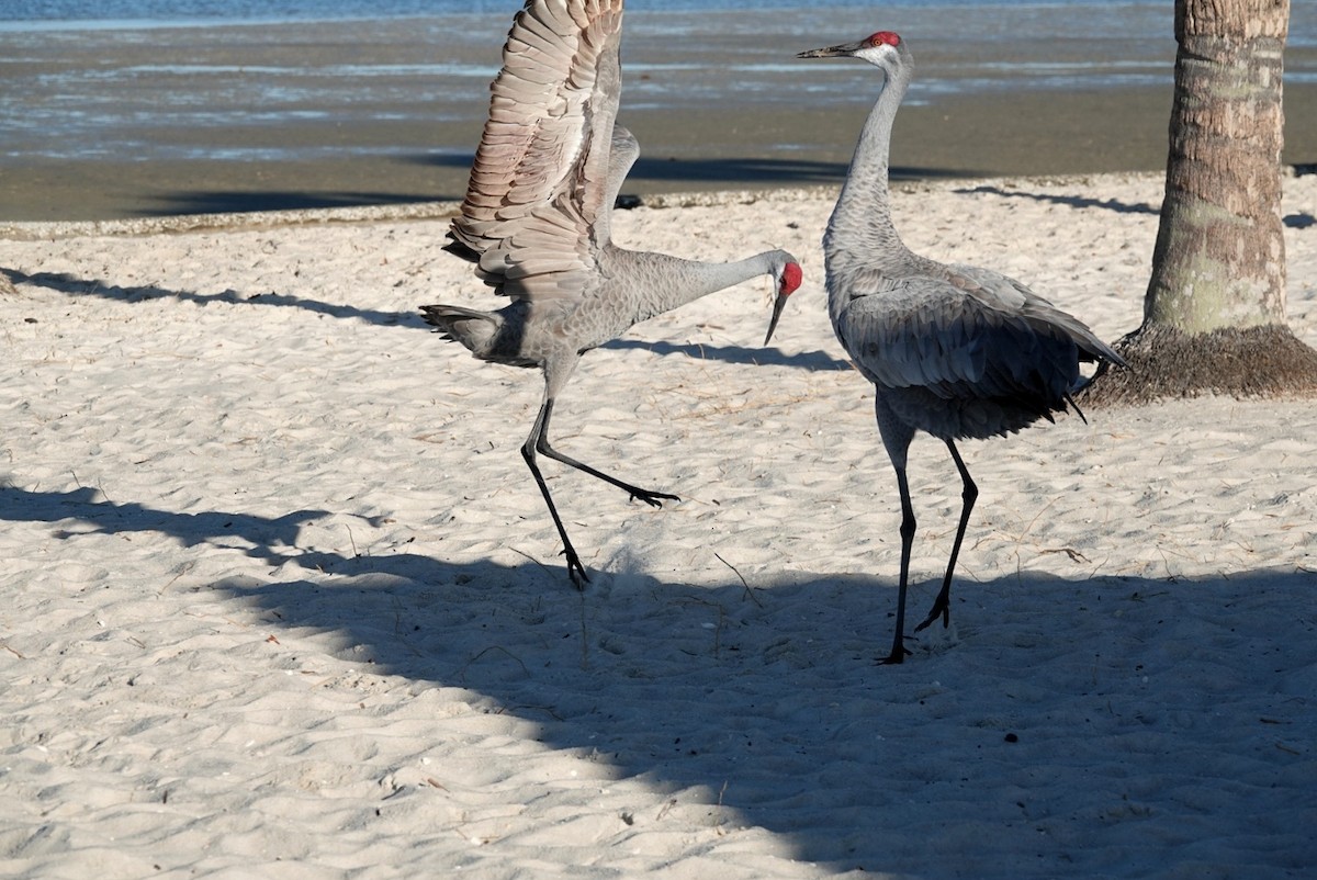 Sandhill Crane - ML646683400