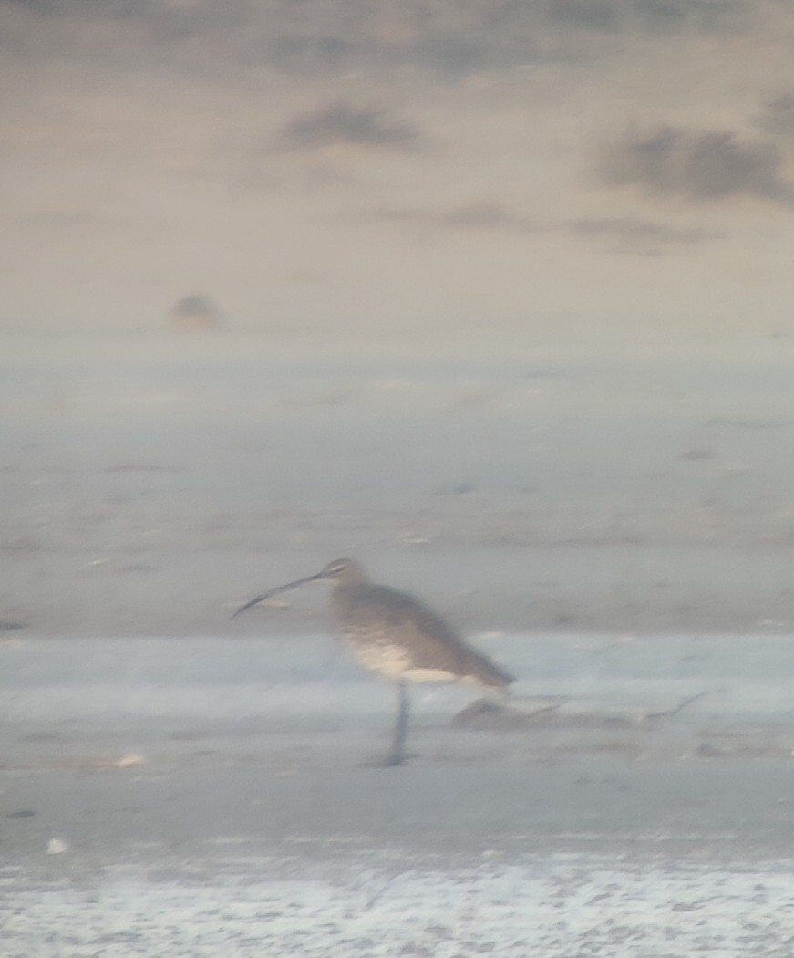 Eurasian Curlew - ML646683410