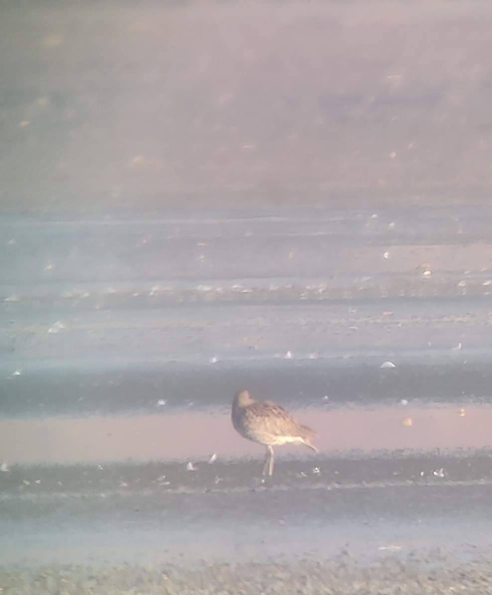 Eurasian Curlew - ML646683412