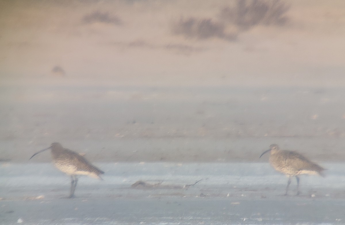 Eurasian Curlew - ML646683414