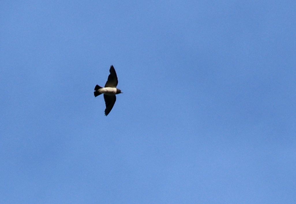 White-breasted Woodswallow - ML646683420