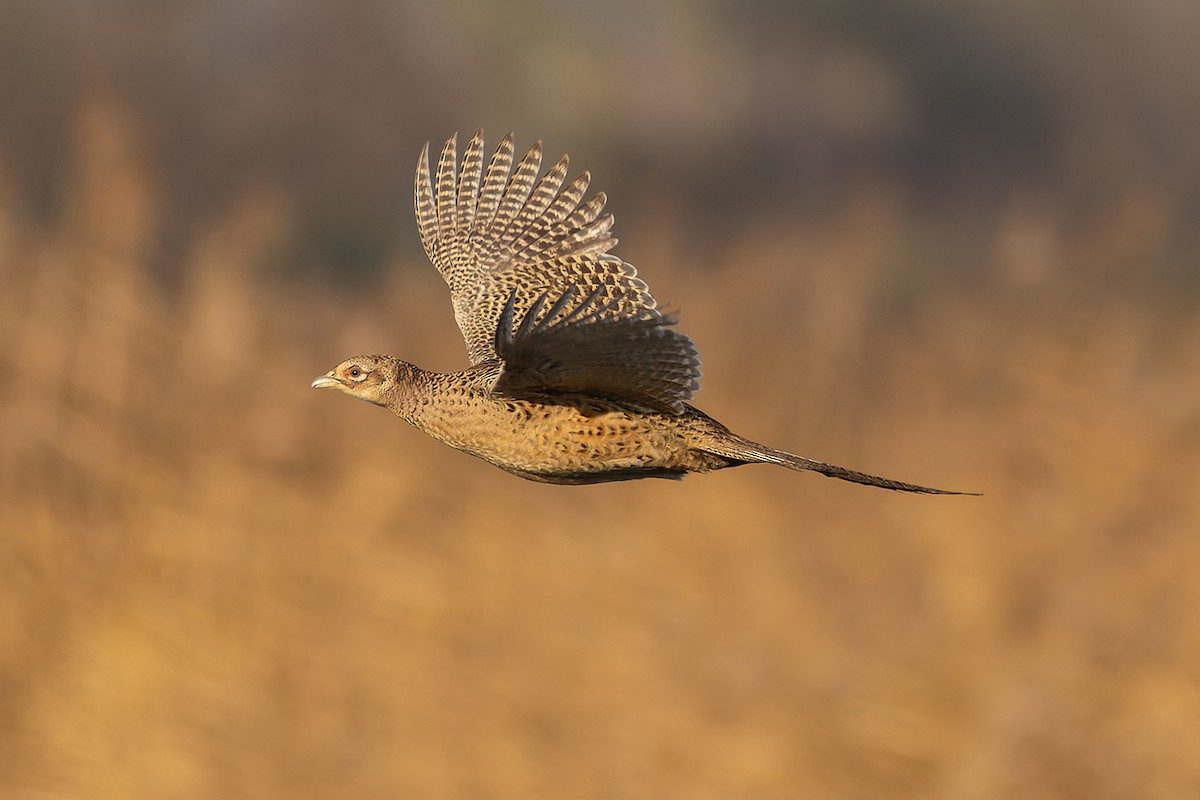 Фазан - ML646683423