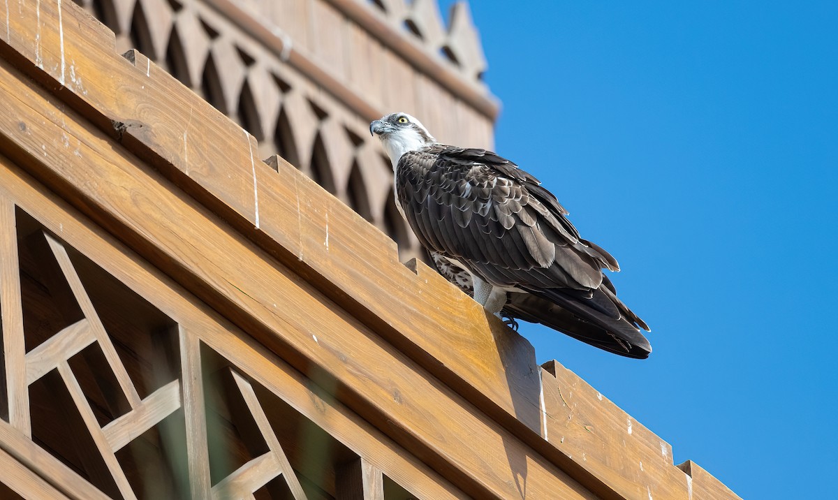 Скопа (haliaetus) - ML646683426