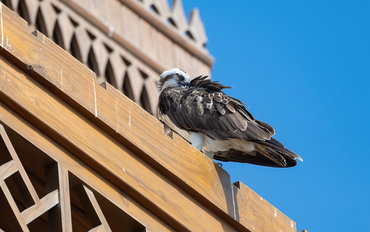 Скопа (haliaetus) - ML646683429