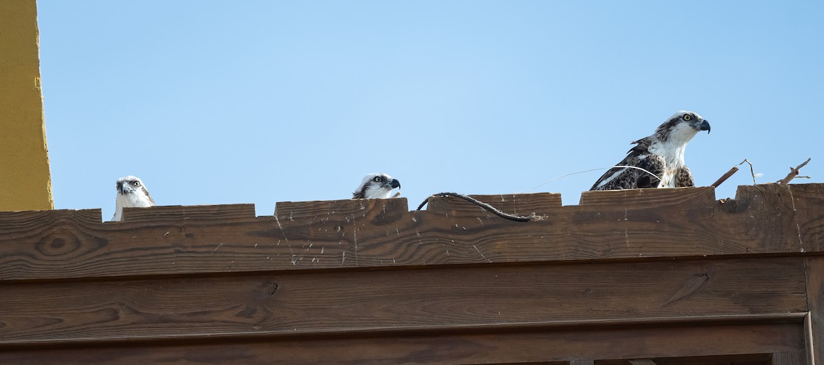 Скопа (haliaetus) - ML646683431