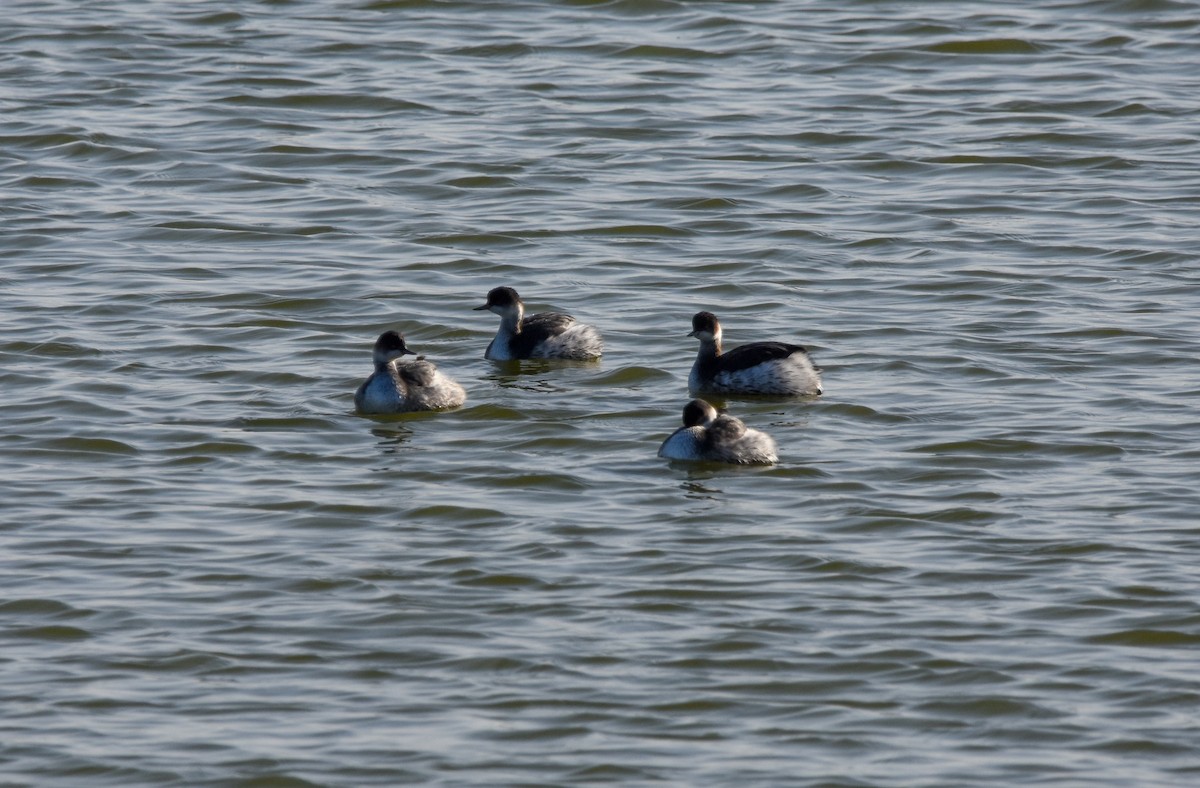 Grèbe à cou noir - ML646683432