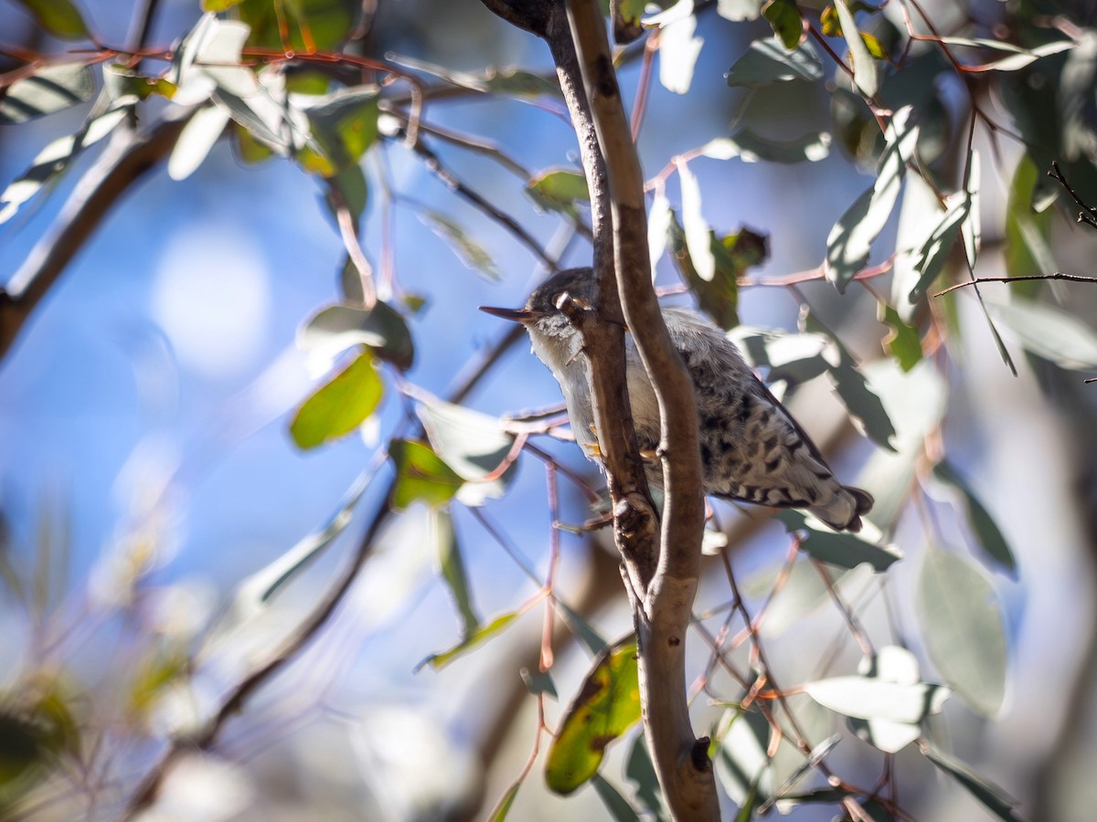 Varied Sittella - ML646683435
