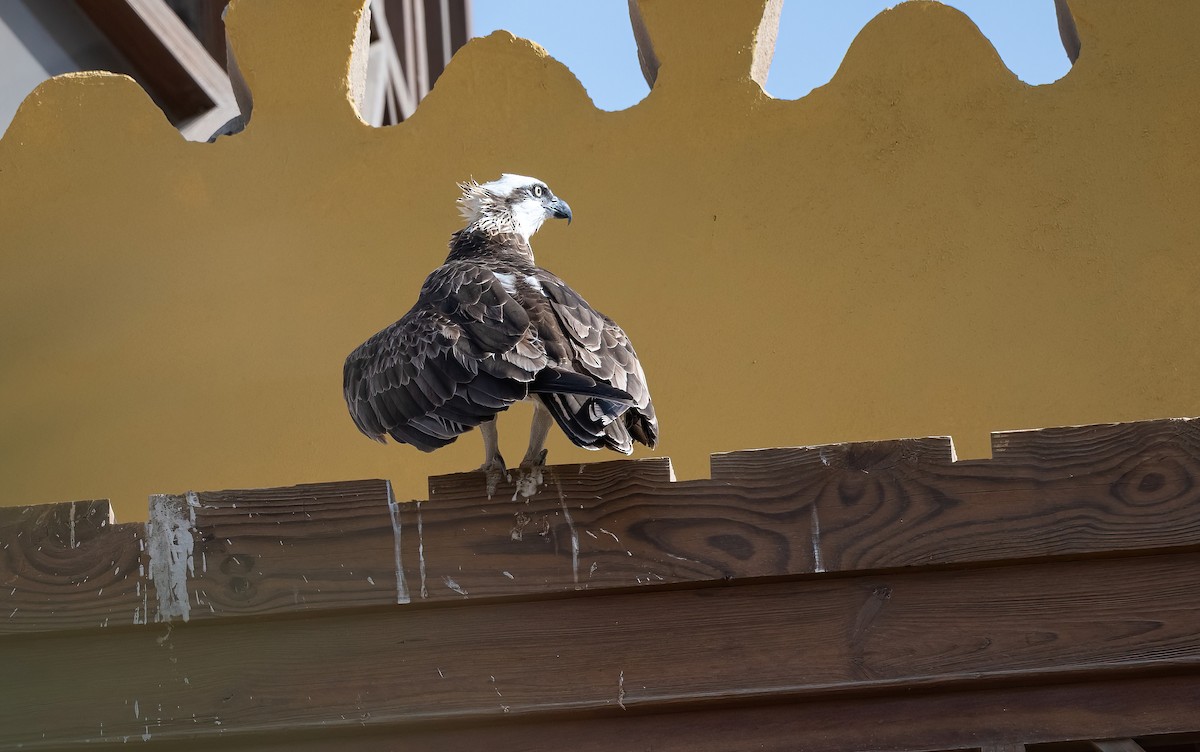 Скопа (haliaetus) - ML646683436