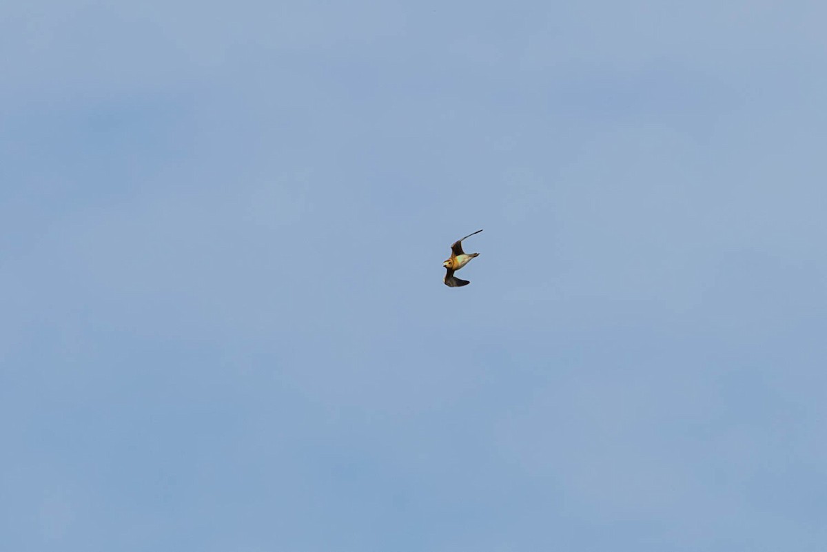 kulík rezavoprsý - ML646683437