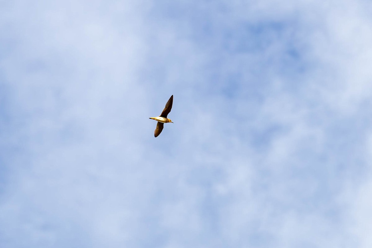 kulík rezavoprsý - ML646683438