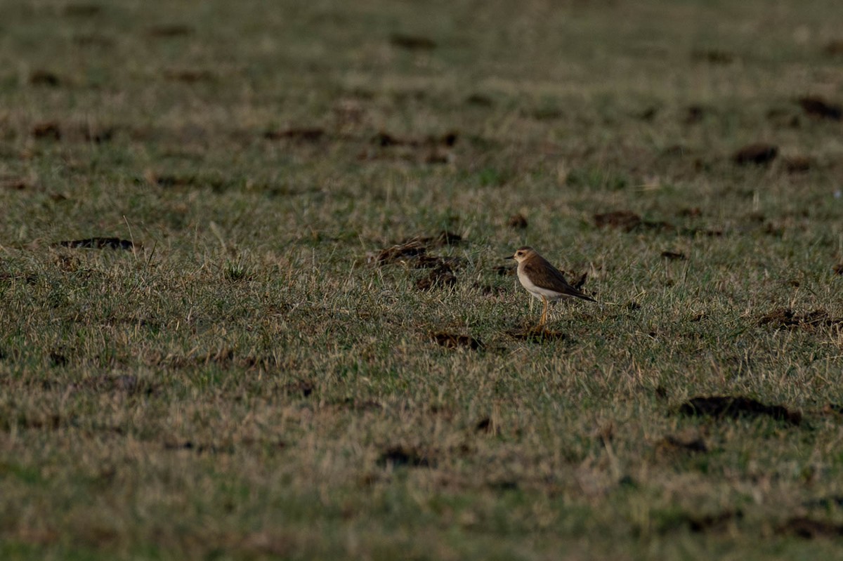 kulík rezavoprsý - ML646683439