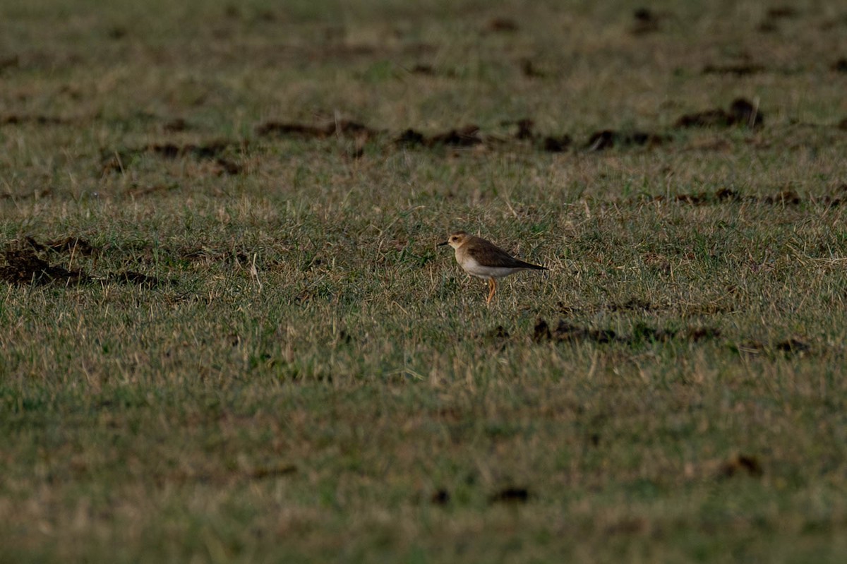 kulík rezavoprsý - ML646683440