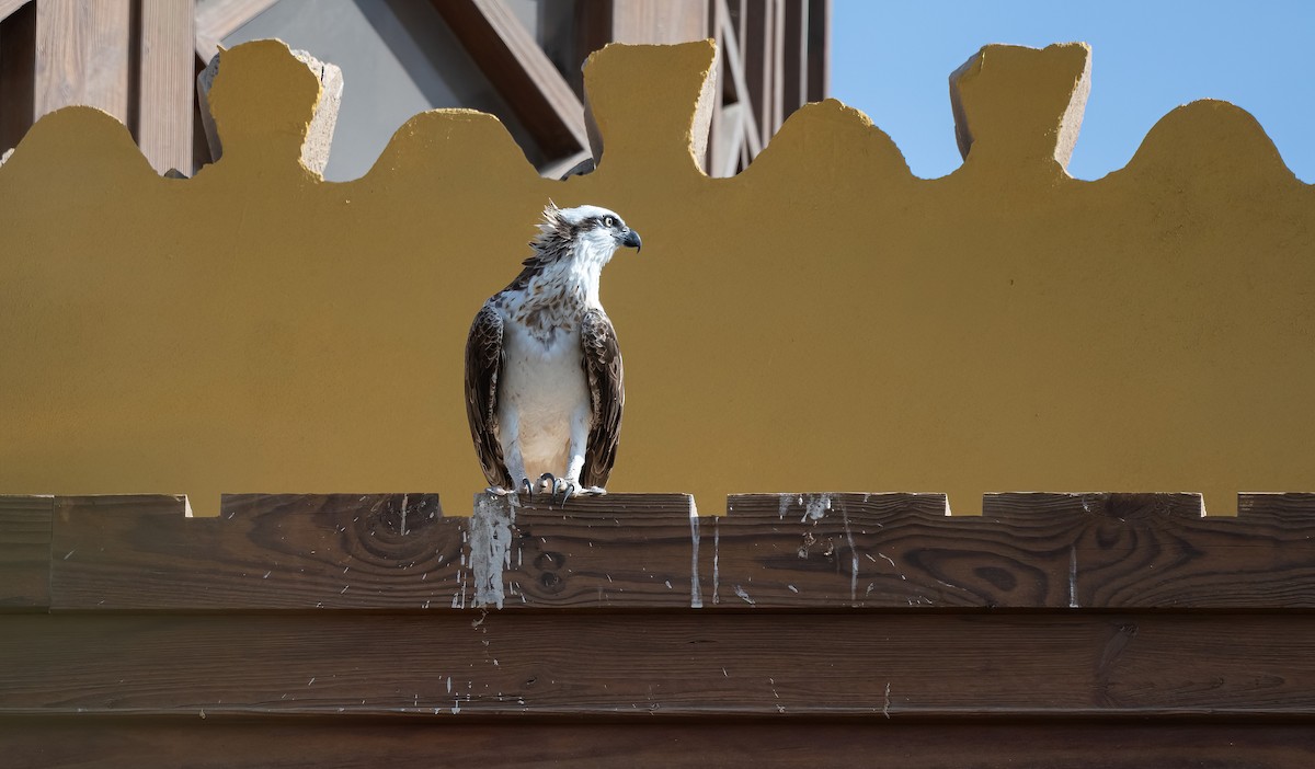 Скопа (haliaetus) - ML646683441