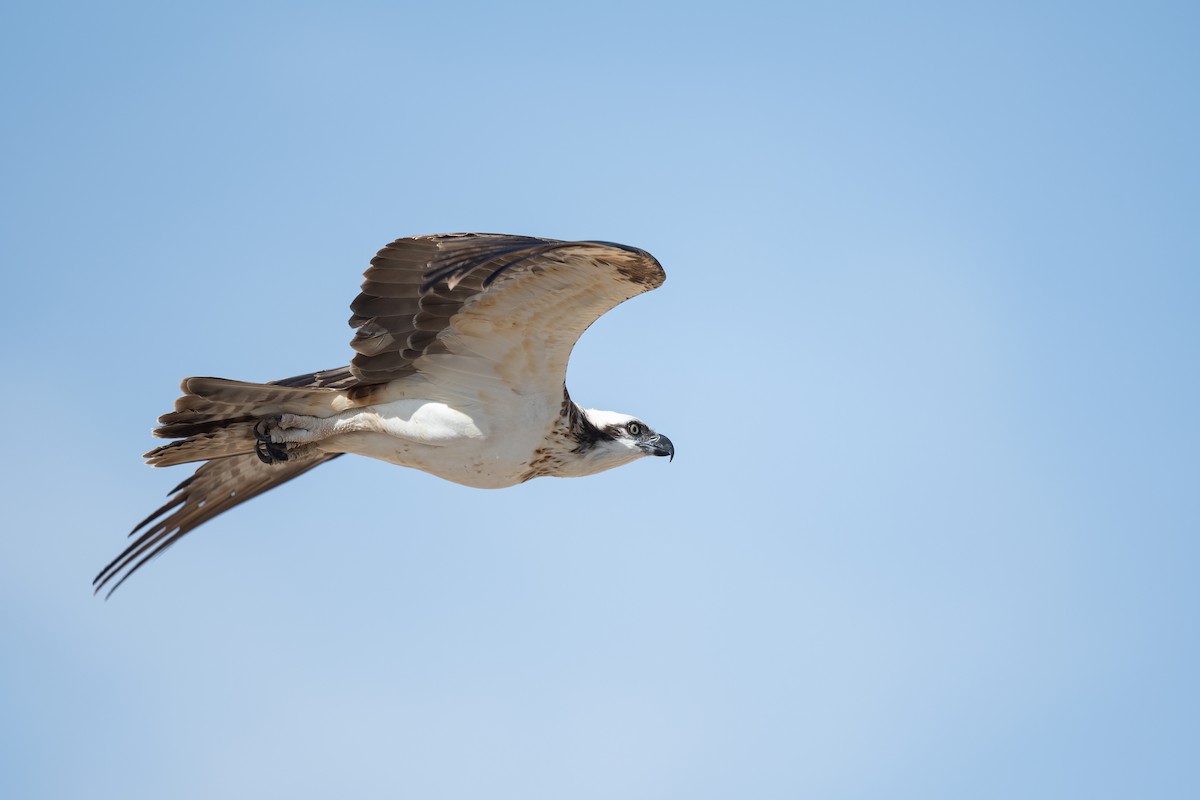 Скопа (haliaetus) - ML646683443