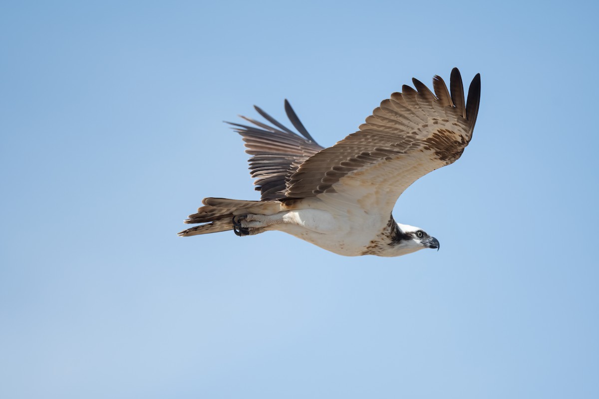 Скопа (haliaetus) - ML646683445