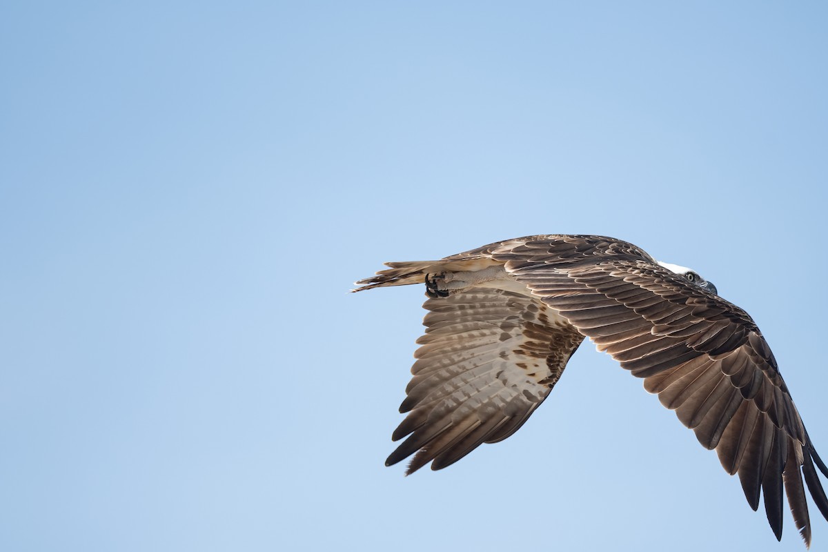 Скопа (haliaetus) - ML646683446