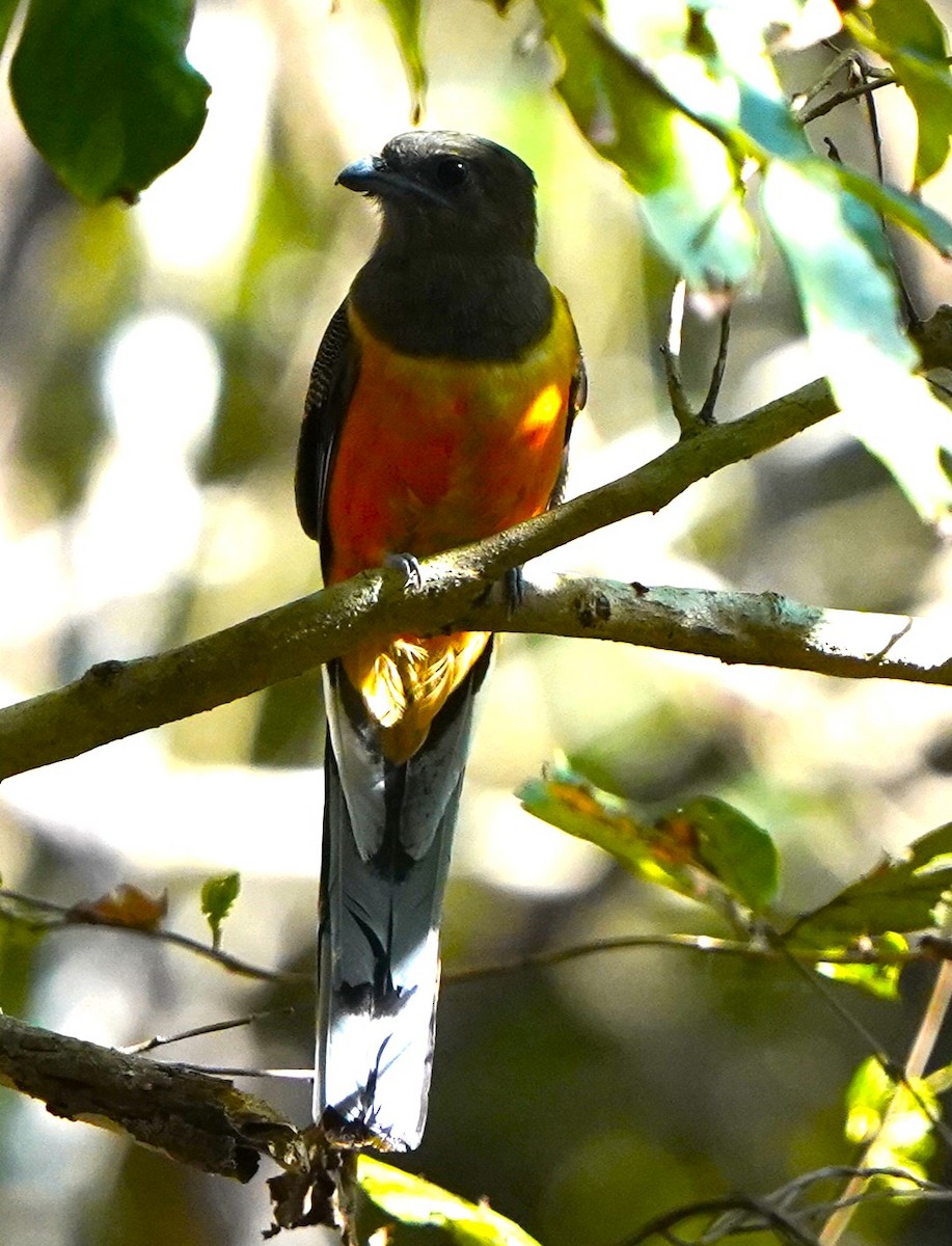 Malabar Trogon - ML646683447