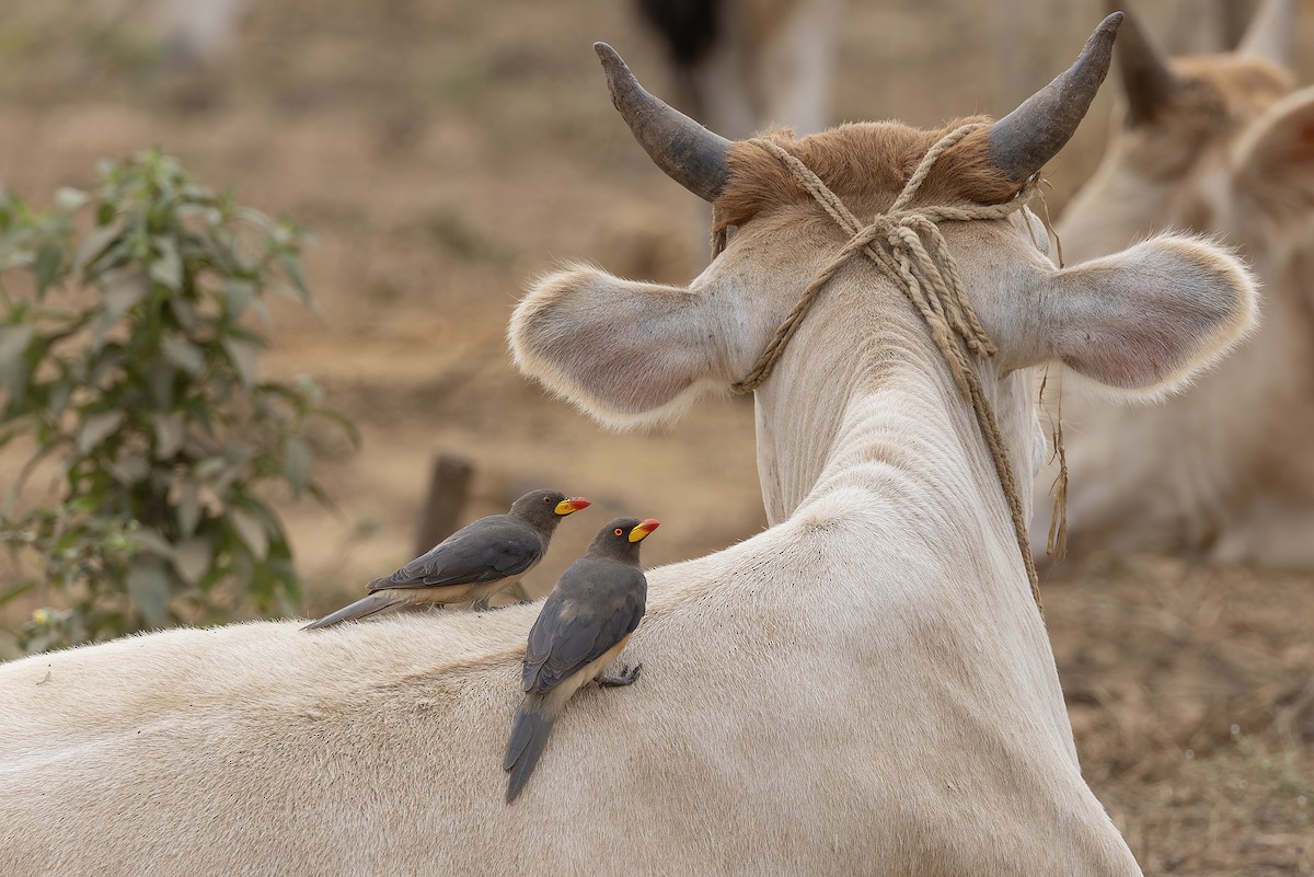 Yellow-billed Oxpecker - ML646683448