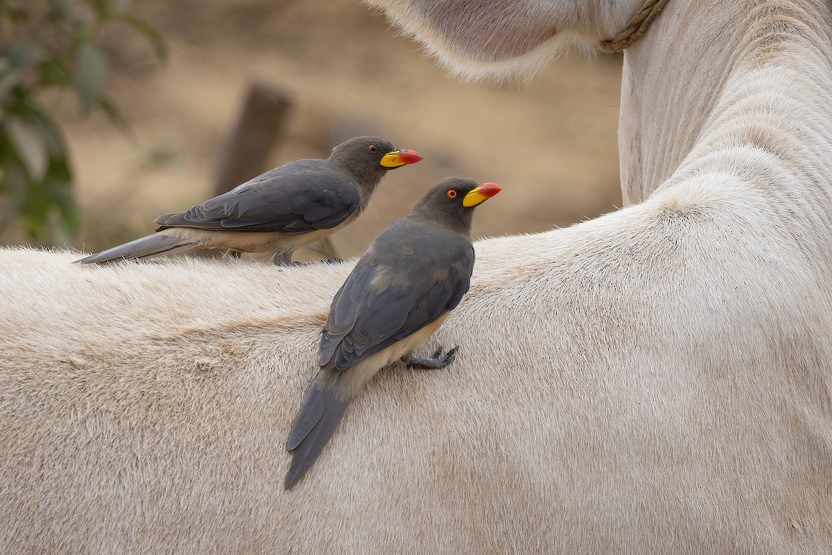 Yellow-billed Oxpecker - ML646683449