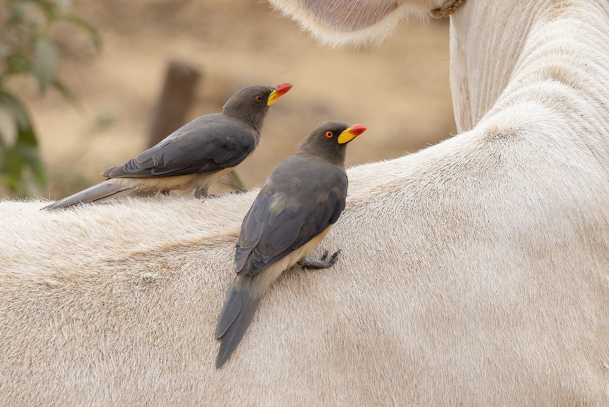 Yellow-billed Oxpecker - ML646683450