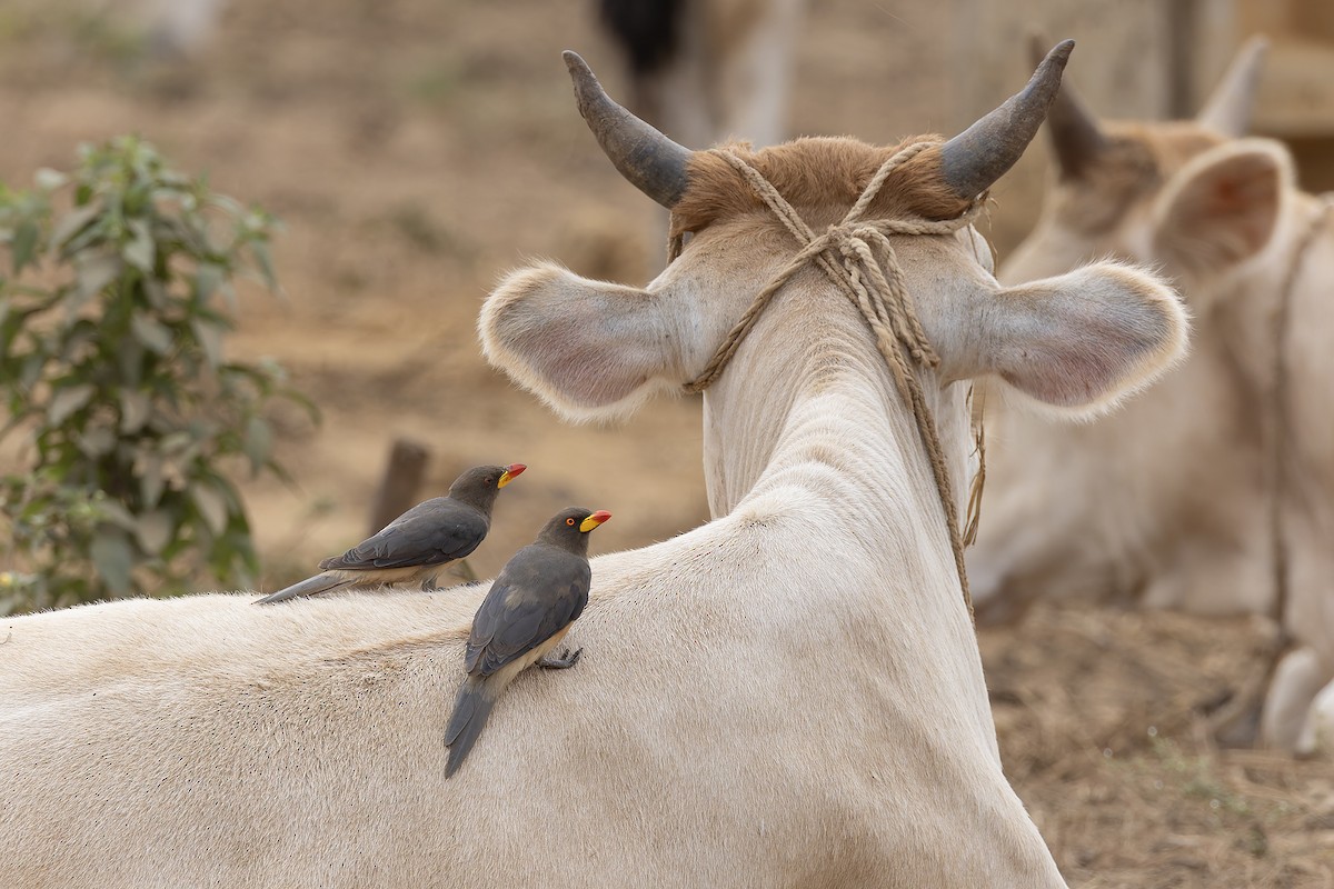 Yellow-billed Oxpecker - ML646683451