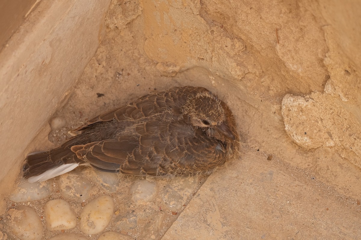 Laughing Dove - ML646683452