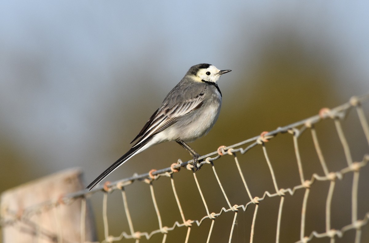 White Wagtail - ML646683453