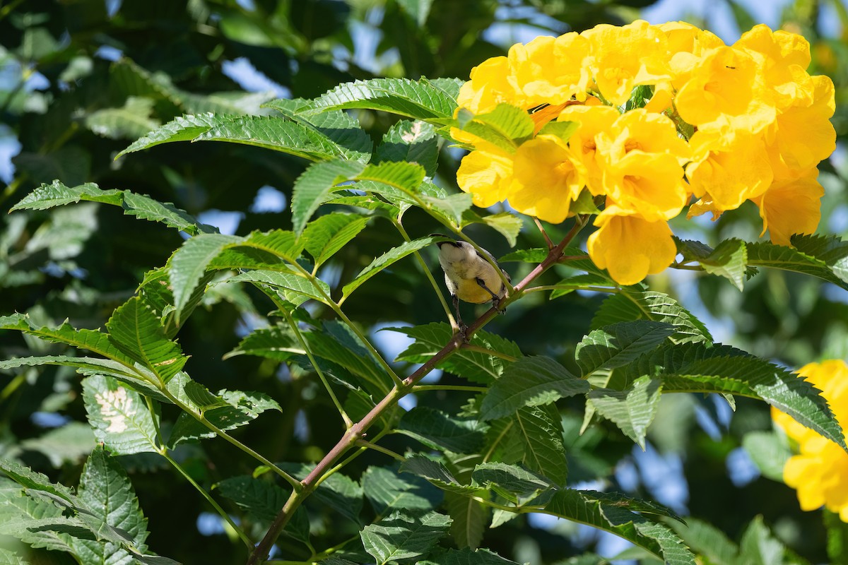 Nile Valley Sunbird - ML646683455