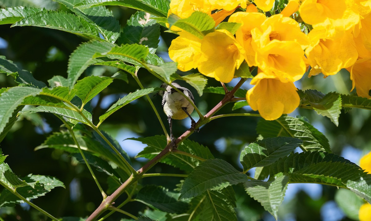 Nile Valley Sunbird - ML646683456