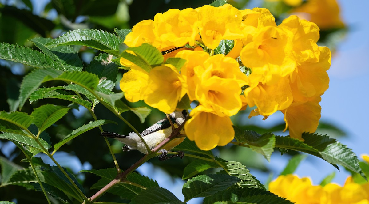 Nile Valley Sunbird - ML646683457