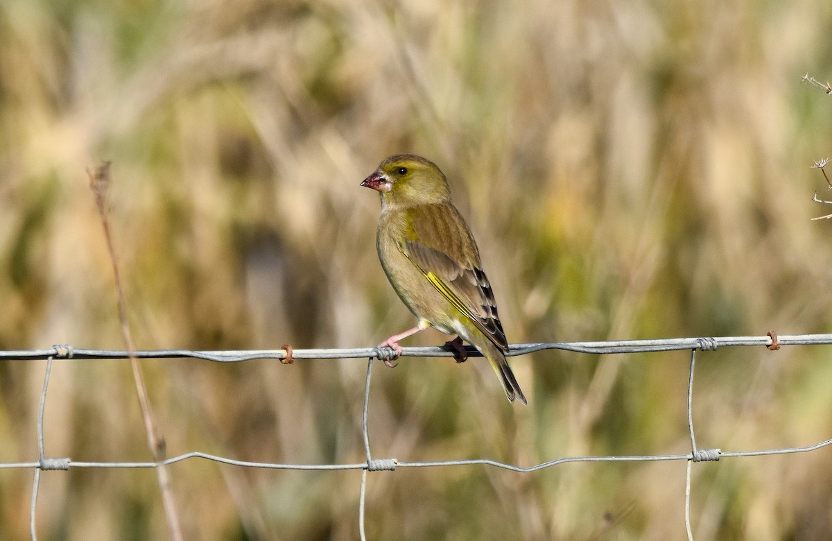 European Greenfinch - ML646683458