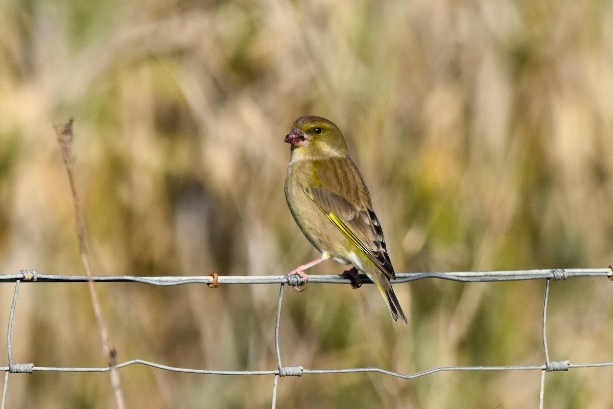 European Greenfinch - ML646683459