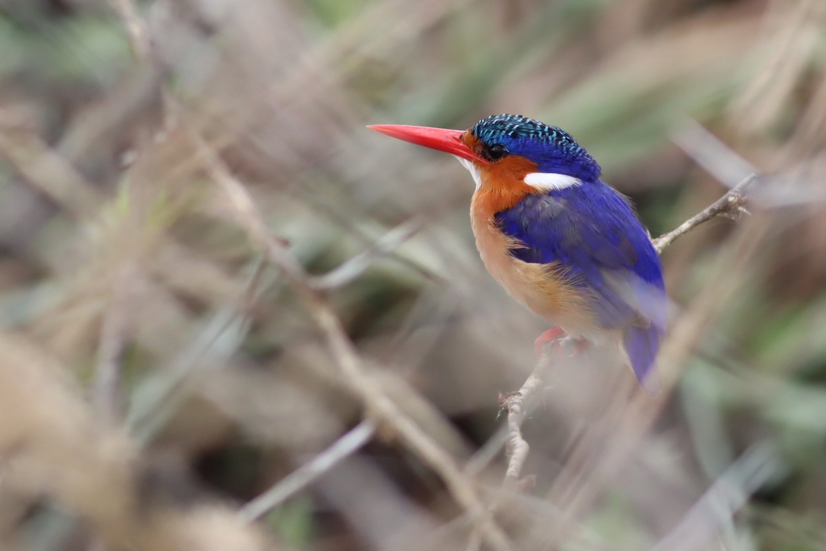 Malachite Kingfisher - ML646683461