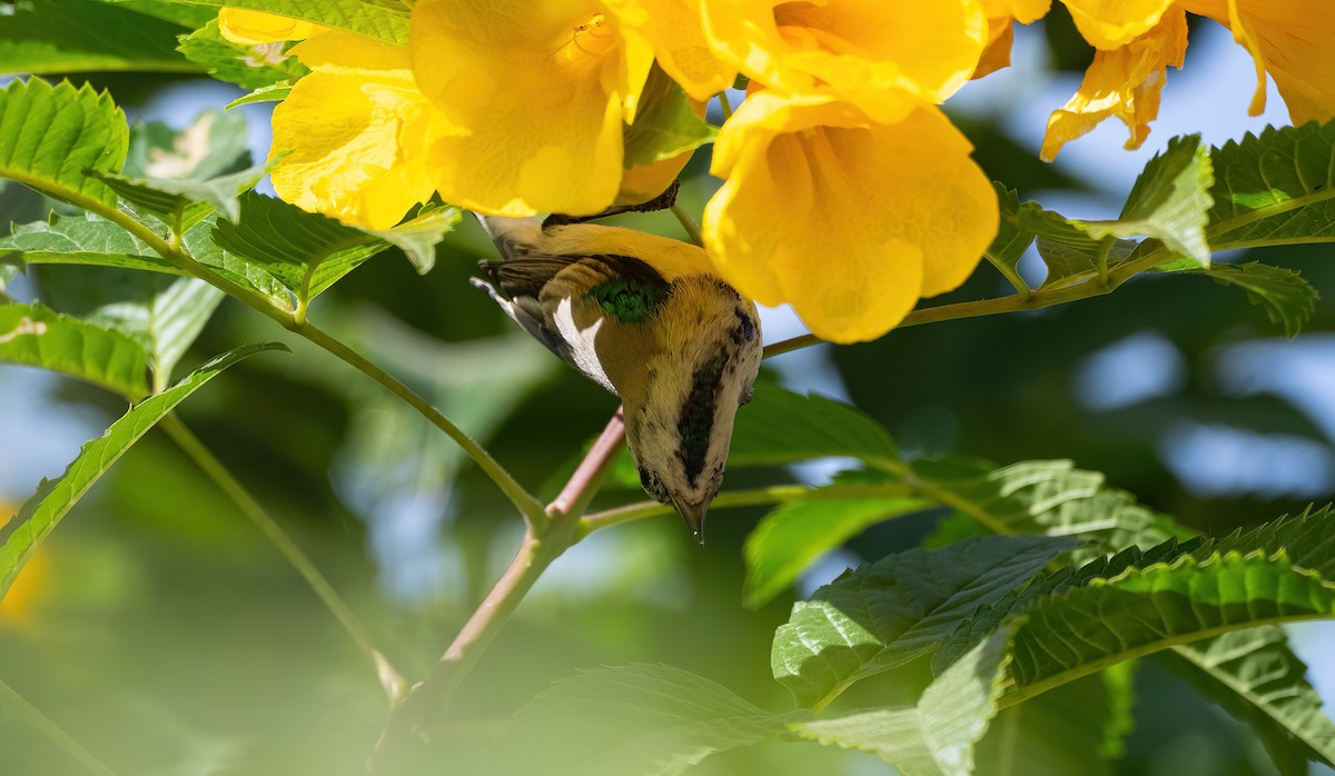 Nile Valley Sunbird - ML646683462