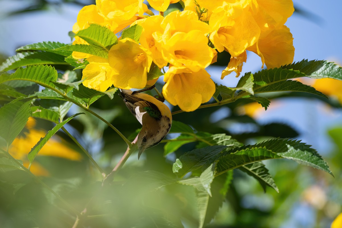 Nile Valley Sunbird - ML646683464