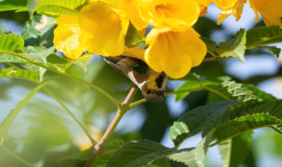 Nile Valley Sunbird - ML646683467